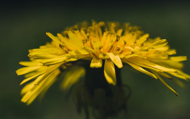 yellow dandelion on green background
