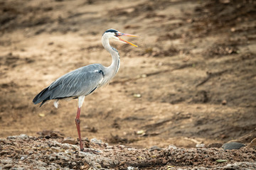 Grey heron stands on shingle opening beak