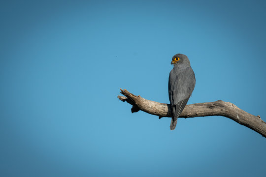Grey kestrel on branch against blue sky