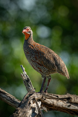 Grey-breasted spurfowl with catchlight on dead branch