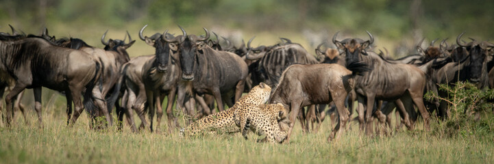 Herd watch two cheetah attack blue wildebeest © Nick Dale