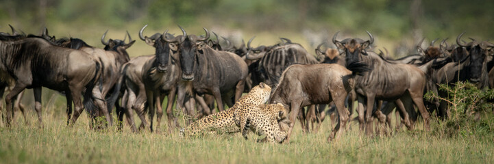 Herd watch two cheetah attack blue wildebeest