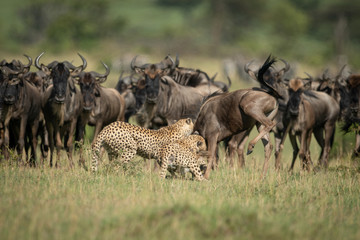 Herd watch two cheetah attacking blue wildebeest