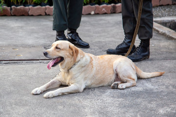 Sniffer dog lying and relaxing on the floor. Four-legged bomb detector officer dog. Police dog EOD labrador retriever.