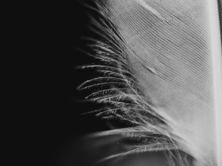White feather against black background
