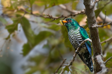 Male Asian Emerald Cuckoo Period of a worm on a branch in nature.