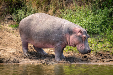 Hippo stands eyeing camera on river bank