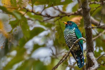 Male Asian Emerald Cuckoo on a branch in nature.