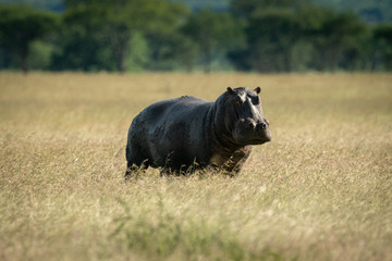 Hippo stands in long grass watching camera