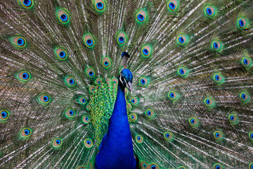 Obraz premium Close up of a stunning male peacock with fan tail open.