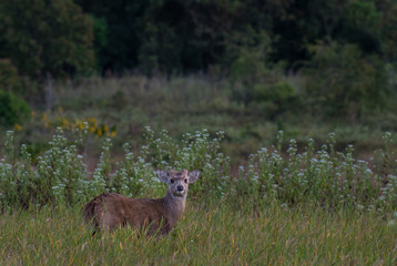 hog deer In the undergrowth in the wildlife sanctuary.