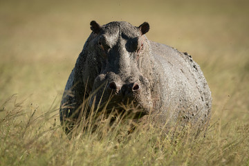 Hippo stands in tall grass eyeing camera