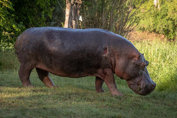 Hippo with wounded shoulder walks across lawn