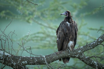 Hooded vulture on lichen-covered branch facing left
