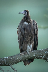 Hooded vulture perched on branch looking left