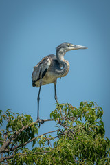 Immature black-headed heron perches on top branch