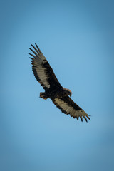 Immature bateleur soaring in perfect blue sky