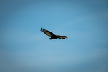 Immature bateleur gliding in perfect blue sky