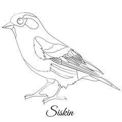 Obraz premium Eurasian Siskin type bird coloring