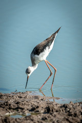 Immature black-winged stilt bending down to water