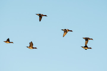 Wigeon birds flying in sky at sunrise time.