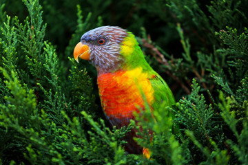 Coleup of an Australian rainbow lorikeet nestled in a fir tree.