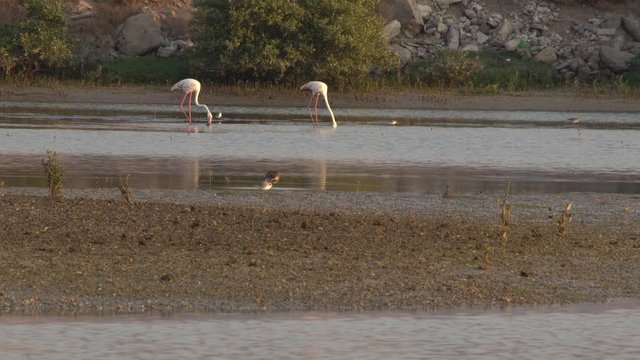 two beautiful flamingos birds with reflections at ras al Khaimah mangrove, flamingos standing in the middle of a lake in a wildlife sanctuary , uae nature wildlife and landmarks 