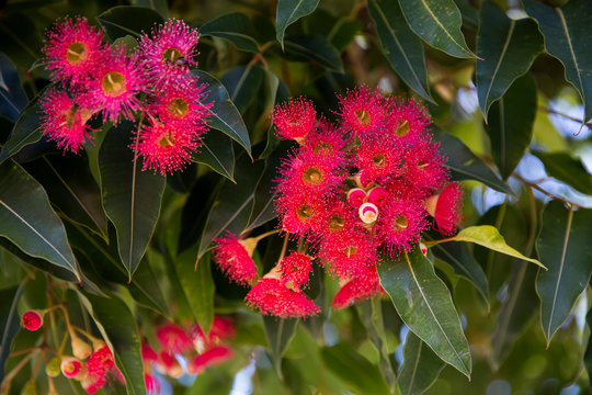 Brilliant Red Flowering Gum Tree, Australia.