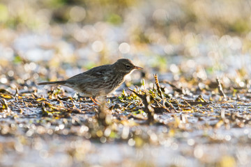 Meadow Pipit in habitat. His Latin name is Anthus pratensis.
