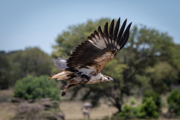 Juvenile African fish eagle flies past trees
