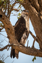 Juvenile African fish eagle perches on branch