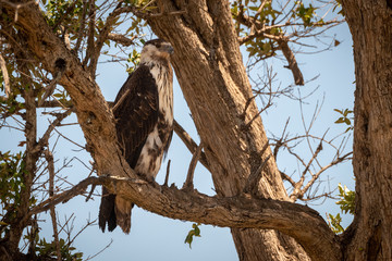 Juvenile African fish eagle perches in tree