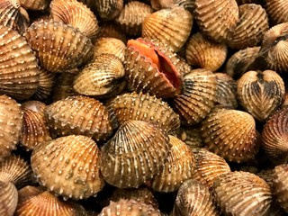 Close up of fresh cockles