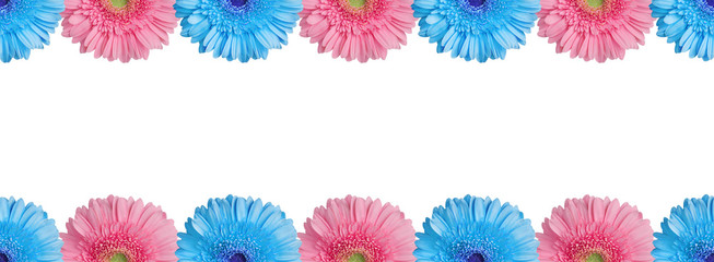 Light blue and pink halves gerbera flowers border on white background isolated close up, half...