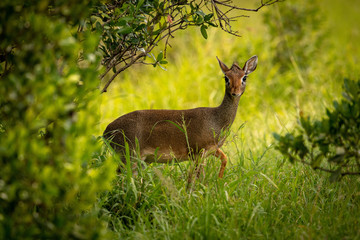 Kirk dik-dik in grass framed by trees