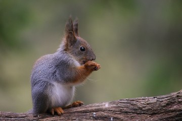 A red squirrel (Sciurus vulgaris) also called Eurasian red sguirrel sitting in branch in a green forest.