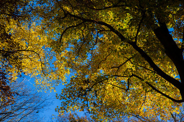 Vibrant autumn colours against a vivid blue sky.