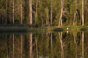 The lesser black-backed gull (Larus fuscus) sitting in a grass close uo to the water.