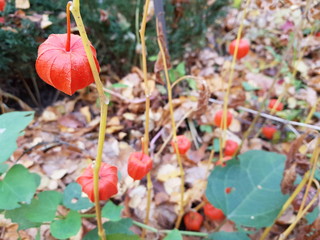 Common Physalis (Physalis alkekengi) - a herbaceous plant, a species of the genus Physalis of the Solanaceae family.