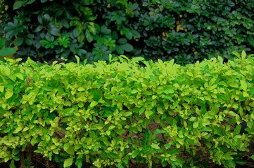 Bushes. Plants in the form of bushes, green.