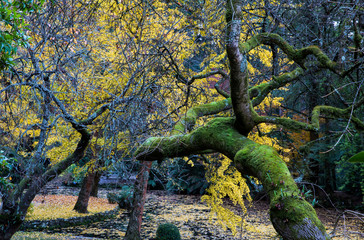 Moss covered tree branch during autumn in the beautiful Alfred Nicholas Gardens in the Dandenong Ranges, Melbourne, Australia.