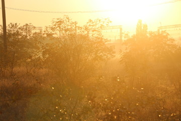 sunset in the forest