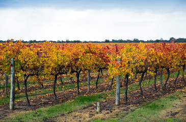 Naklejka premium Autumn colours on a central Victorian vineyard, Australia.