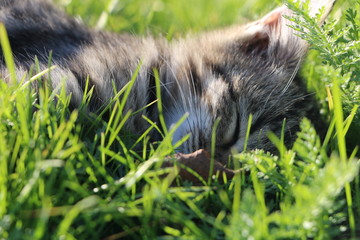 cat dreaming on grass