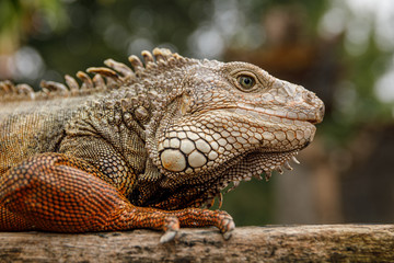 Iguana sitting on the piece of wood