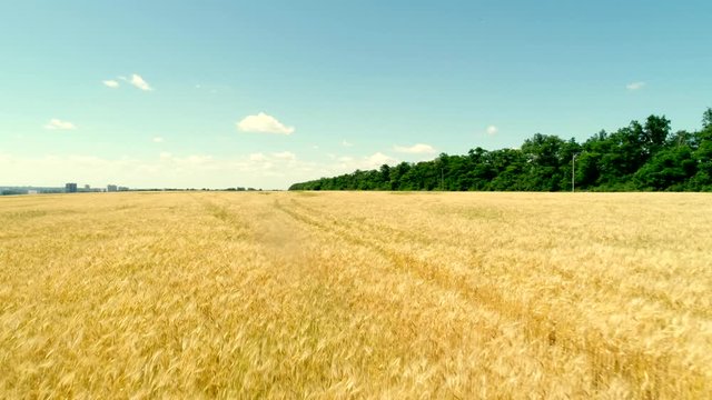 wheat field in summer, aerial shoot