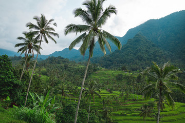 Fototapeta na wymiar Beautiful view of rice terraces with a palm trees