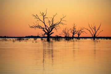 Dead trees silhouetted in the calm waters of Lake Menindee in outback New South Wales at sunset.