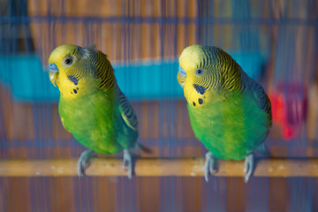 Parakeets . Green wavy parrot sits in a cage . Rosy Faced Lovebird parrot in a cage . birds inseparable . Budgerigar on the cage. Budgie parakeet in birdcage. Parrot