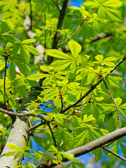 Obraz premium Junge Blätter der Rosskastanie, Aesculus, im Frühling